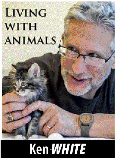 Pet tip